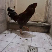 خروس محلی(لاری)