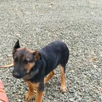 توله ژرمن سه ماهه|سگ|کرمانشاه, |دیوار