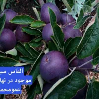 فروش عمده انواع نهال میوه و صنوبر با کیفیت عالی|خدمات باغبانی و درختکاری|داران, |دیوار