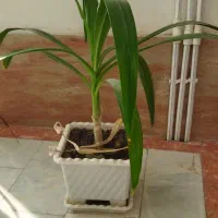 سوسن عنکبوتی