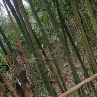 لوله خیزران یا چوب بامبو