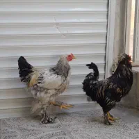 مرغ برهما خروس سلطان