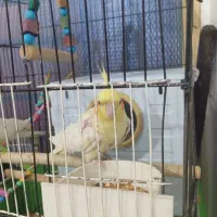 عروس هلندی سخنگو|پرنده|دهگلان, |دیوار