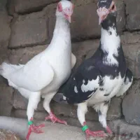 جفت مولد