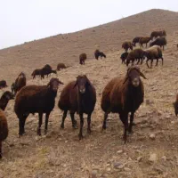فروش گوسفند نر