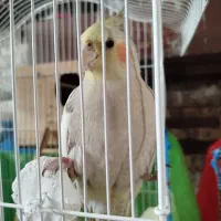 یک جفت عروس هلندی جوان و رام، نر سخنگو|پرنده|بندر انزلی, پاسداران|دیوار