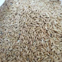 گندم|لوازم جانبی حیوانات|هلیلان, |دیوار