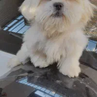 شیتزومالتیز عروسکی ۳ماهه نر|سگ|خرمآباد, |دیوار