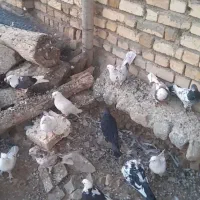فروش