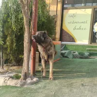 واگذاری سگ سرابی