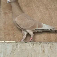 چنتا ماده جوون خوب|پرنده|شیراز, محراب|دیوار
