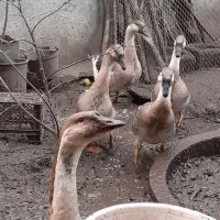 تعدادی قو غاز آفریقایی