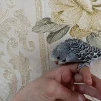 یک عدد مرغ عشق سرلاکی