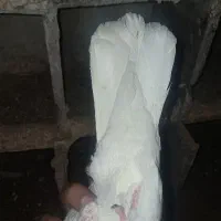 دمسفید|پرنده|خورموج, |دیوار