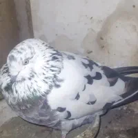 کبوتر|پرنده|گمیشان, |دیوار