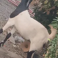 گیسه پاکستانی با کاور شیرازی