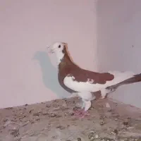 کرمانی|پرنده|مشهد, عیدگاه|دیوار