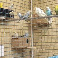 مرغ عشق|پرنده|شاهین‌شهر, شهرک گلدیس|دیوار