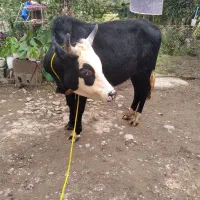 ورزا ماستی خوشکل بشرط|حیوانات مزرعه|سنگر, |دیوار