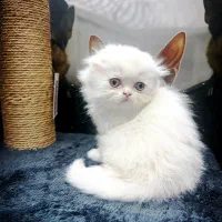 جشنواره گربه سفید فی باورنکردنی