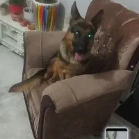 سگ ژرمن شپردنر