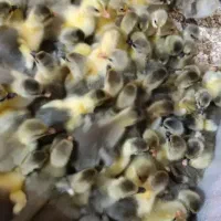 جوجه غاز محلی