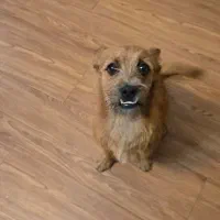 واگذاری یک قلاده توله نر|سگ|اصفهان, هزارجریب|دیوار