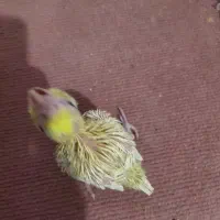 جوجه عروس هلندی سرلاکی|پرنده|گلمکان, |دیوار