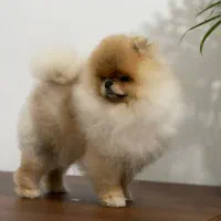 پامرانین نر ده ماهه خرسی بوفیس|سگ|آکند, |دیوار