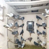 کبوتر المانی بوم