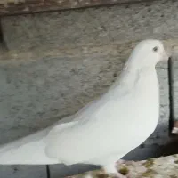 کبوترزرد.سفید. کله دم سبز..خوروس ومرغ جوان|پرنده|اصفهان, بوستان ناژوان|دیوار