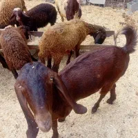 بز ماده|حیوانات مزرعه|گرگان, |دیوار