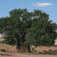 فروش باغ +زمین کشاورزی