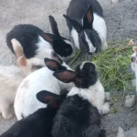 خرگوش|موش و خرگوش|دهدشت, |دیوار