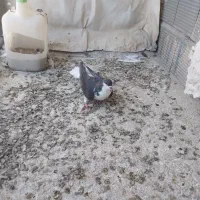 سه تا ساده نر