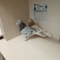 یه جفت کفتر سرور هوای به شرط|پرنده|محمدشهر, محمدشهر|دیوار