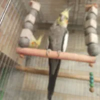 جفت عروس هلندی مولد