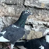 کفتر قره کرمونی کلاغدم