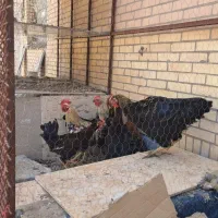 خروس محلی مناسب برای خون و گوشت