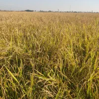 چلتوک عنبربو