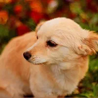 واگذاری|سگ|ساوه, |دیوار