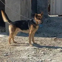 سگ ژرمن اصیل