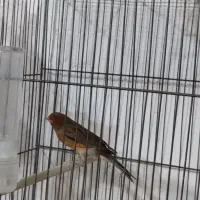 قناری  نر  با ماده|پرنده|بم, |دیوار