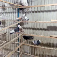 کبوتر|پرنده|قیامدشت - خاورشهر, |دیوار