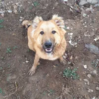 سگ بومی 8 ماه ش هست. واقعا قدرت زیادی داره