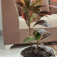 گل وگلدان|گل و گیاه طبیعی|مشهد, نوید|دیوار