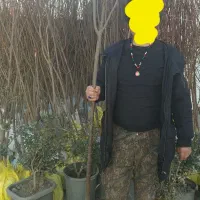 نهال ۱تا ۷ ساله .درخت 7 ساله|خدمات باغبانی و درختکاری|مشهد, توس فردوسی|دیوار