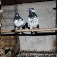 کبوتر کله دم سبز و طوقی نر