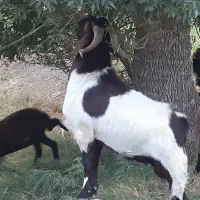 فروش نر بز