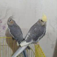 عروس هلندی
